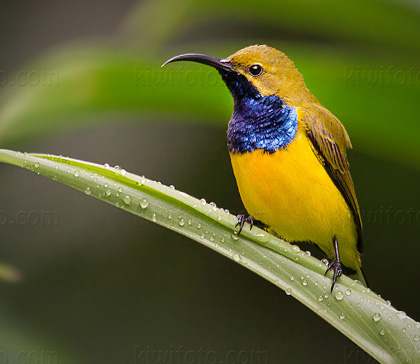 Olive-backed Sunbird, Australia